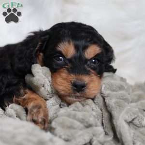 Rufus, Cavapoo Puppy